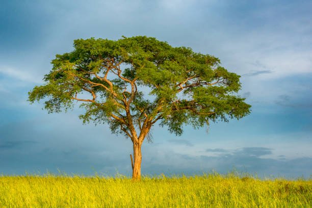 LA ACACIA, SU SIMBOLISMO